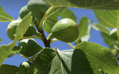 Fruits & Vegetables in Levantine Arabic